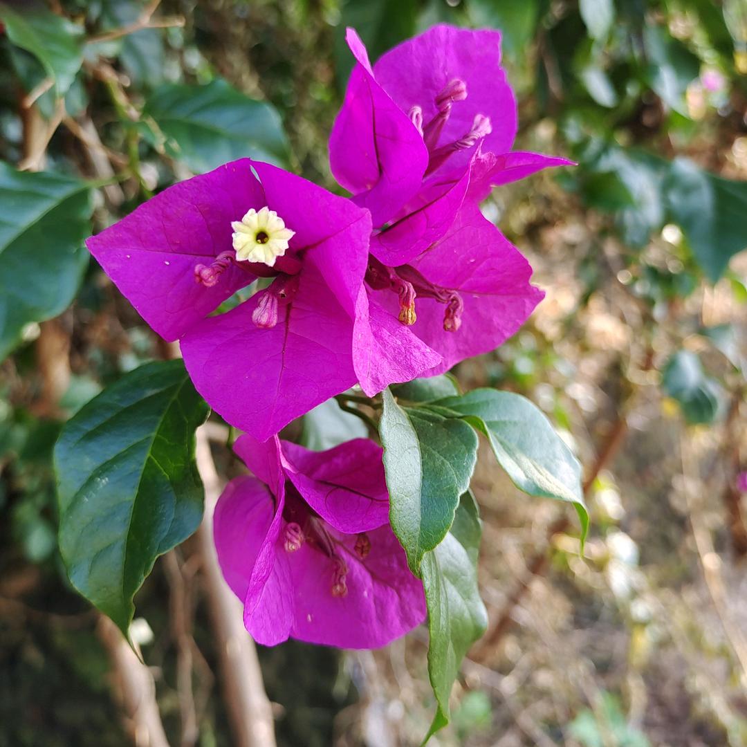 好养花小店三角梅