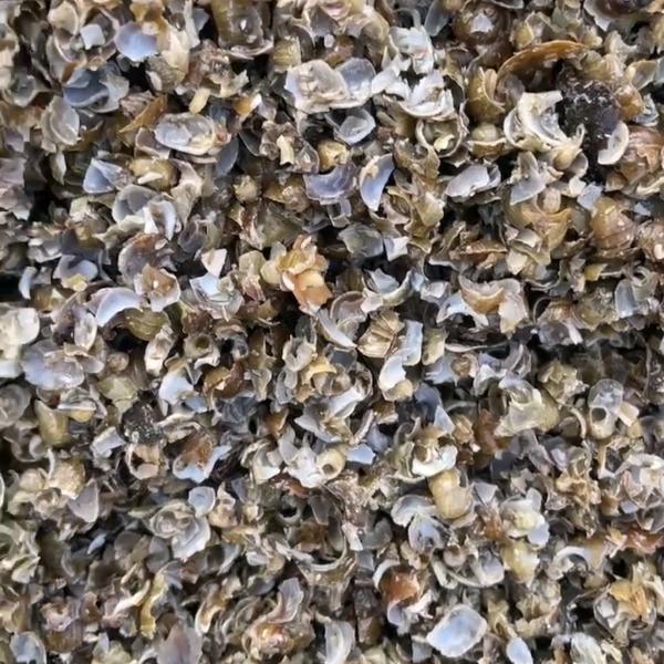 螺蛳碎壳  贝壳粉 批发 销售