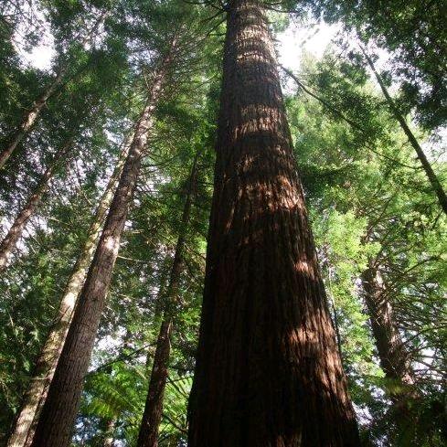 老实人（大憨）