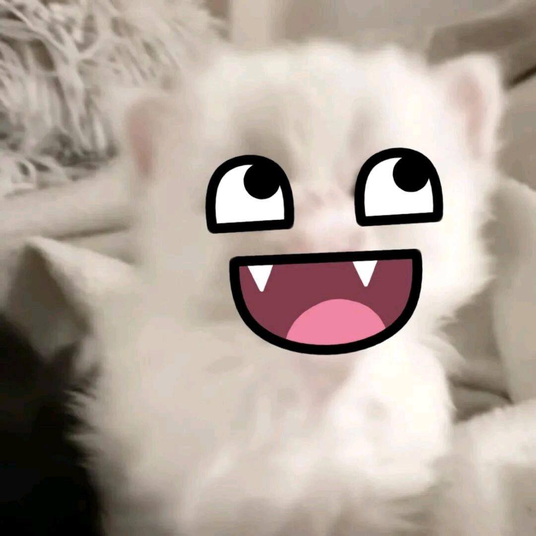 猫猫毛
