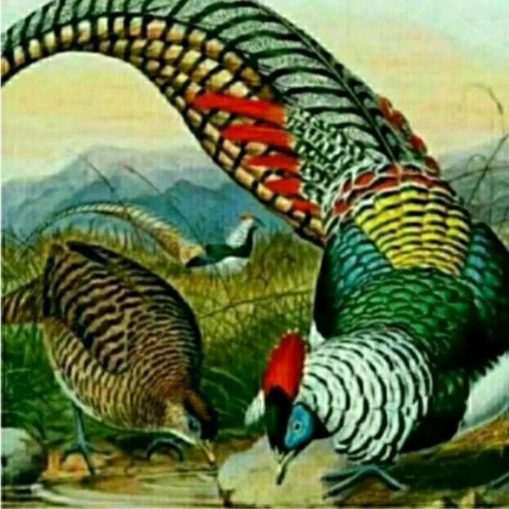 :.为爱流下伤心泪