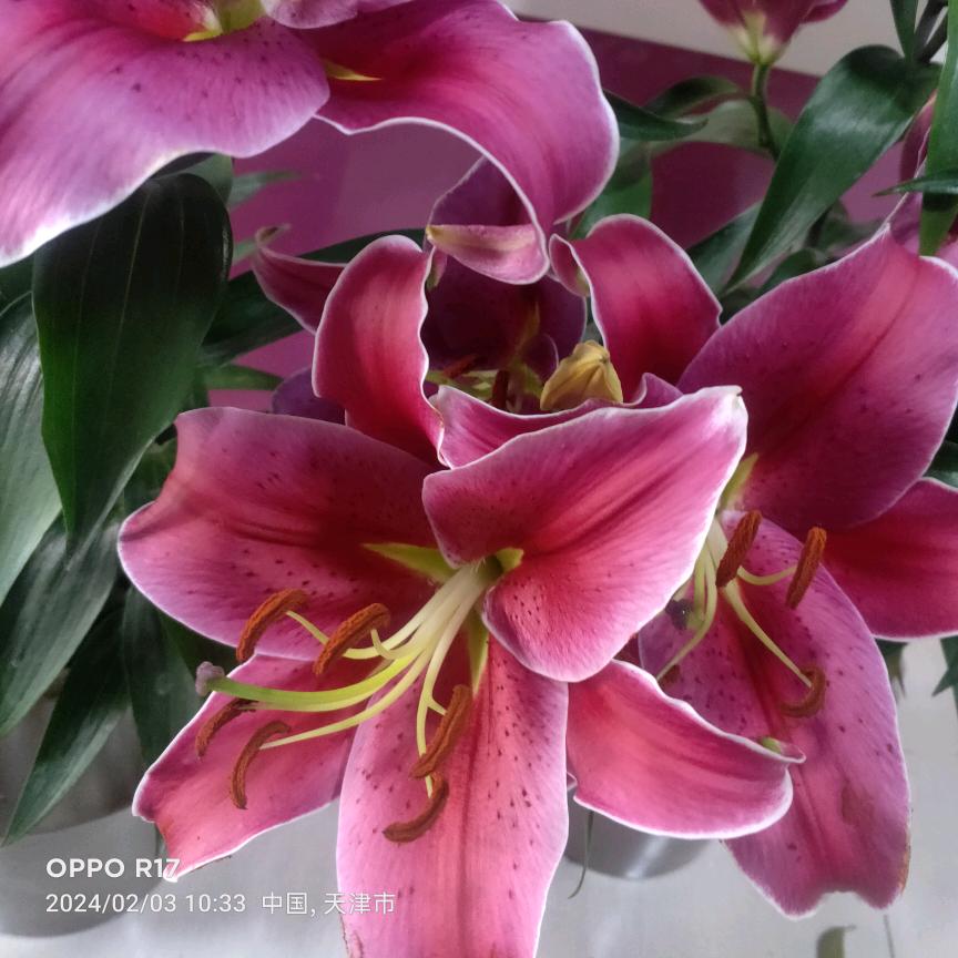 中旺罐妙堂希莱雅