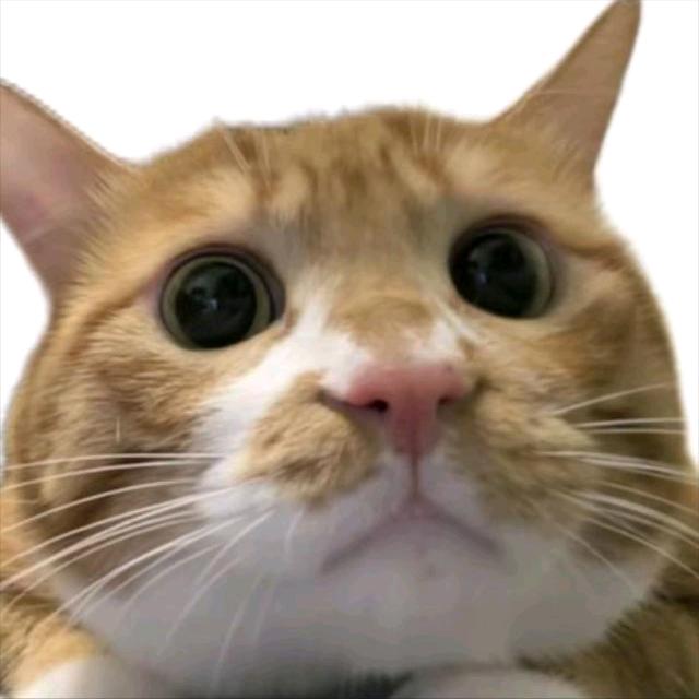 玖儿