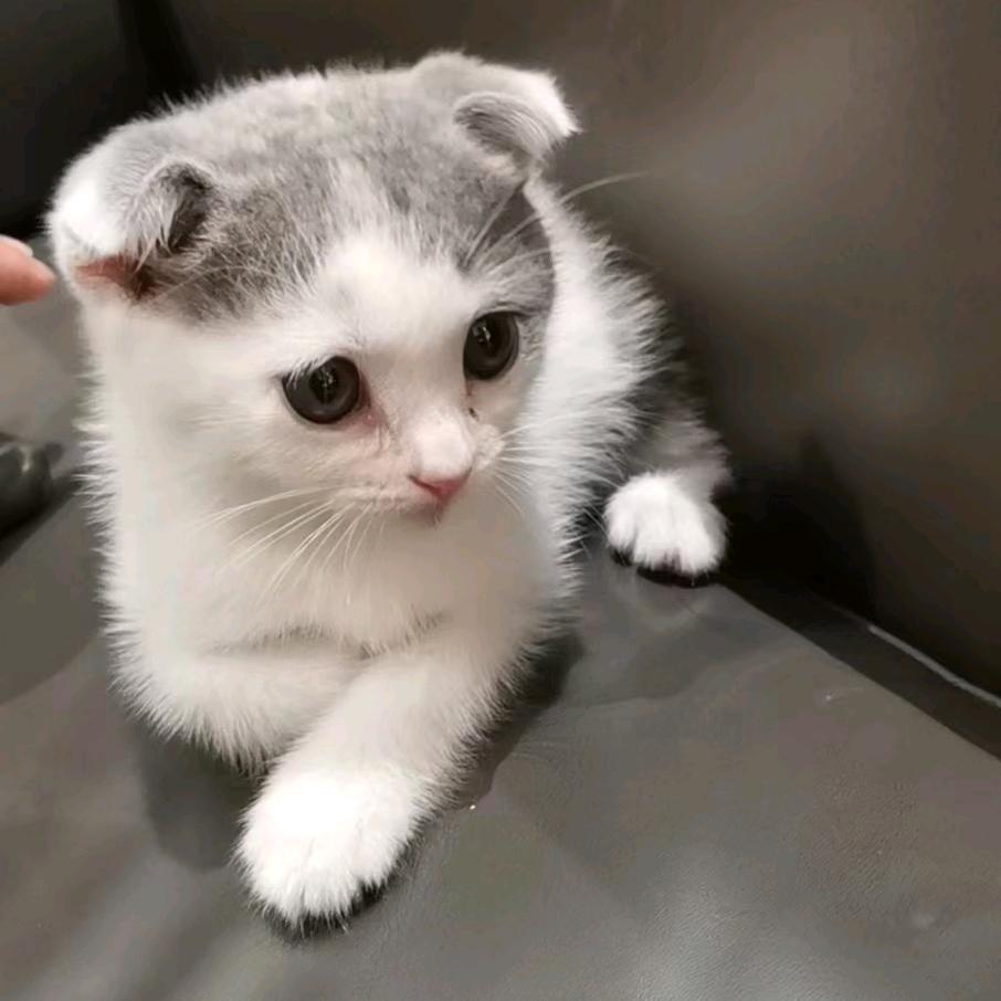 招财是只猫