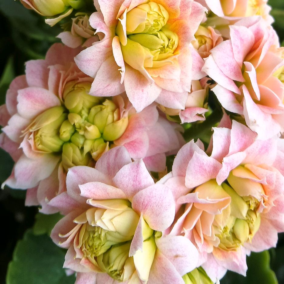 静🍒（长寿花）