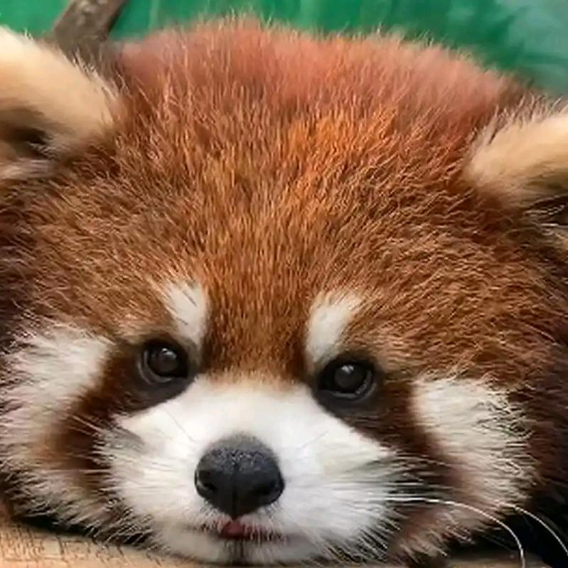 🇨🇳云之蓝🇨🇳