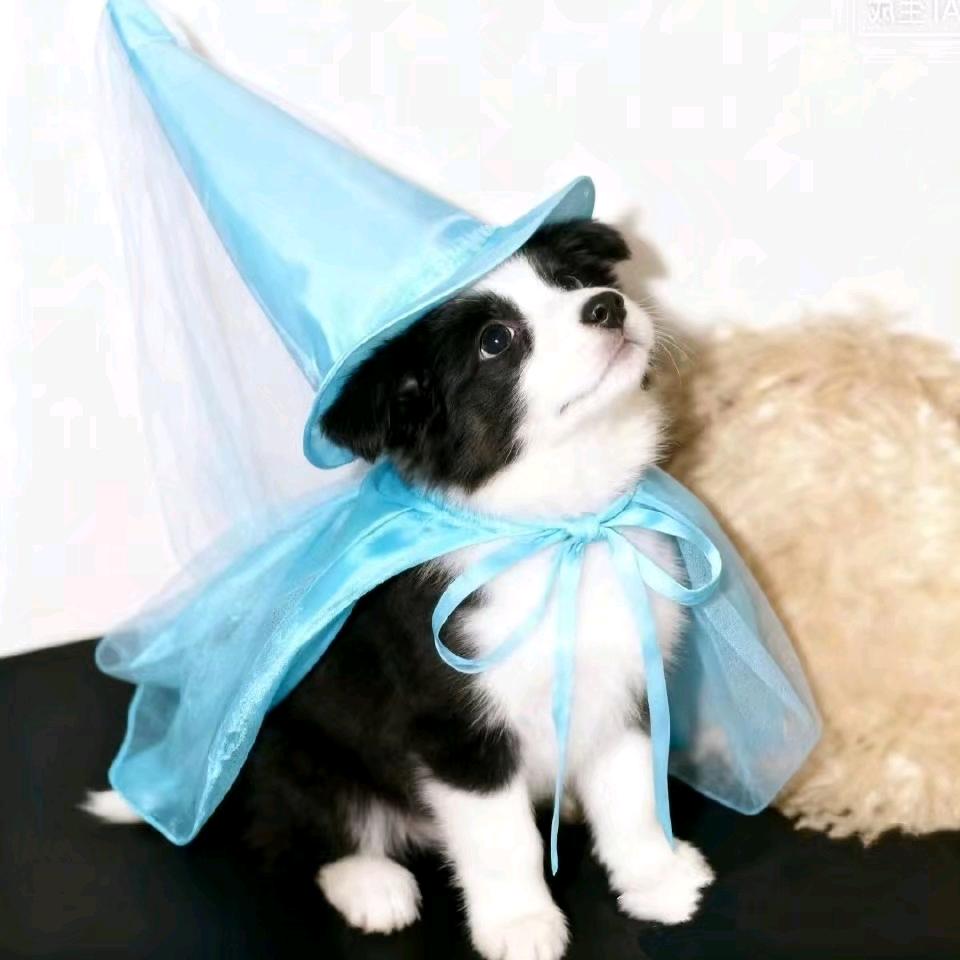 • 窝食籽鱼虾滑馅  •和梓渝好丑