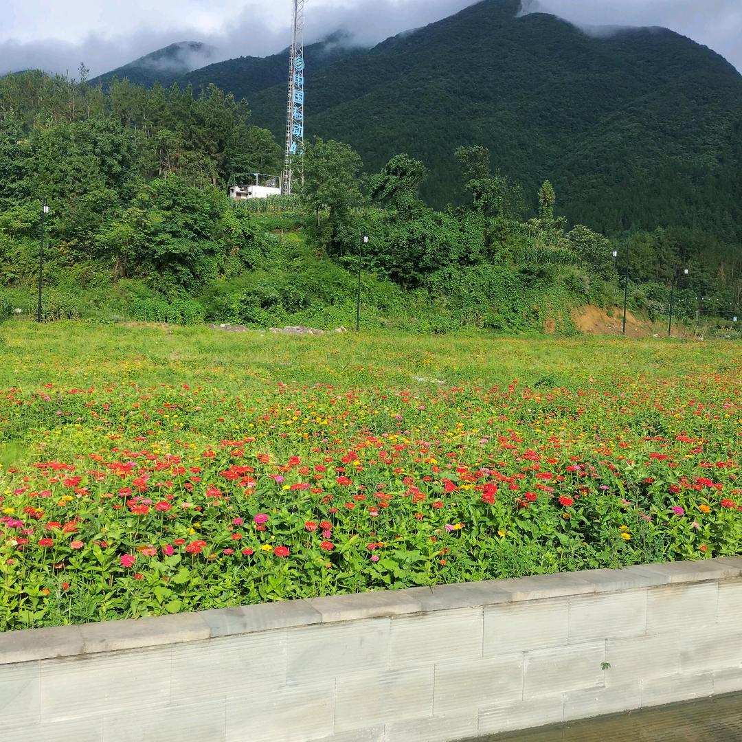 陈学菊