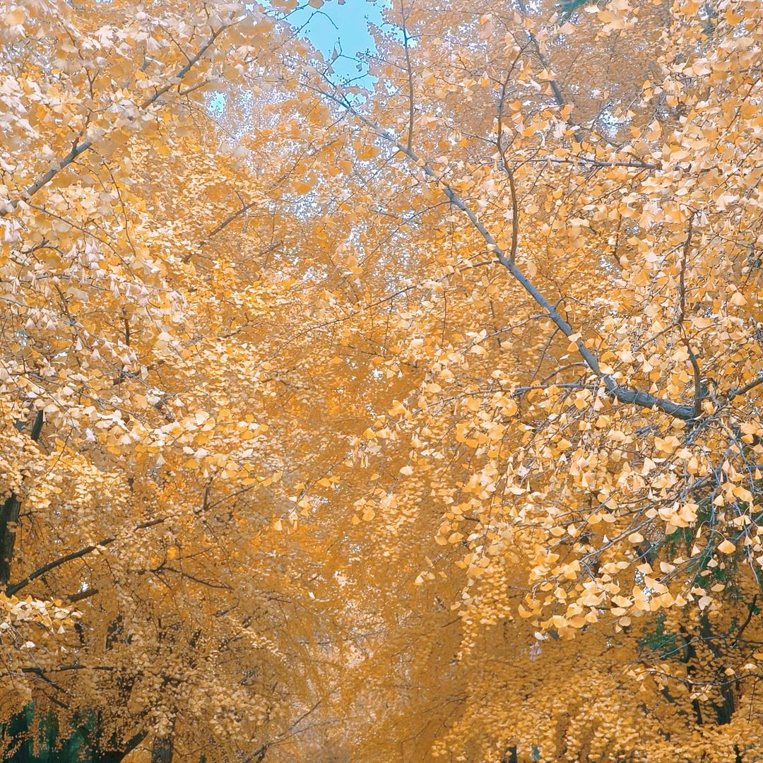 欣琳