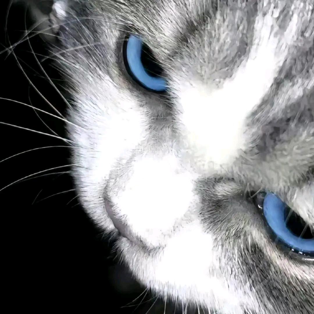 niubest