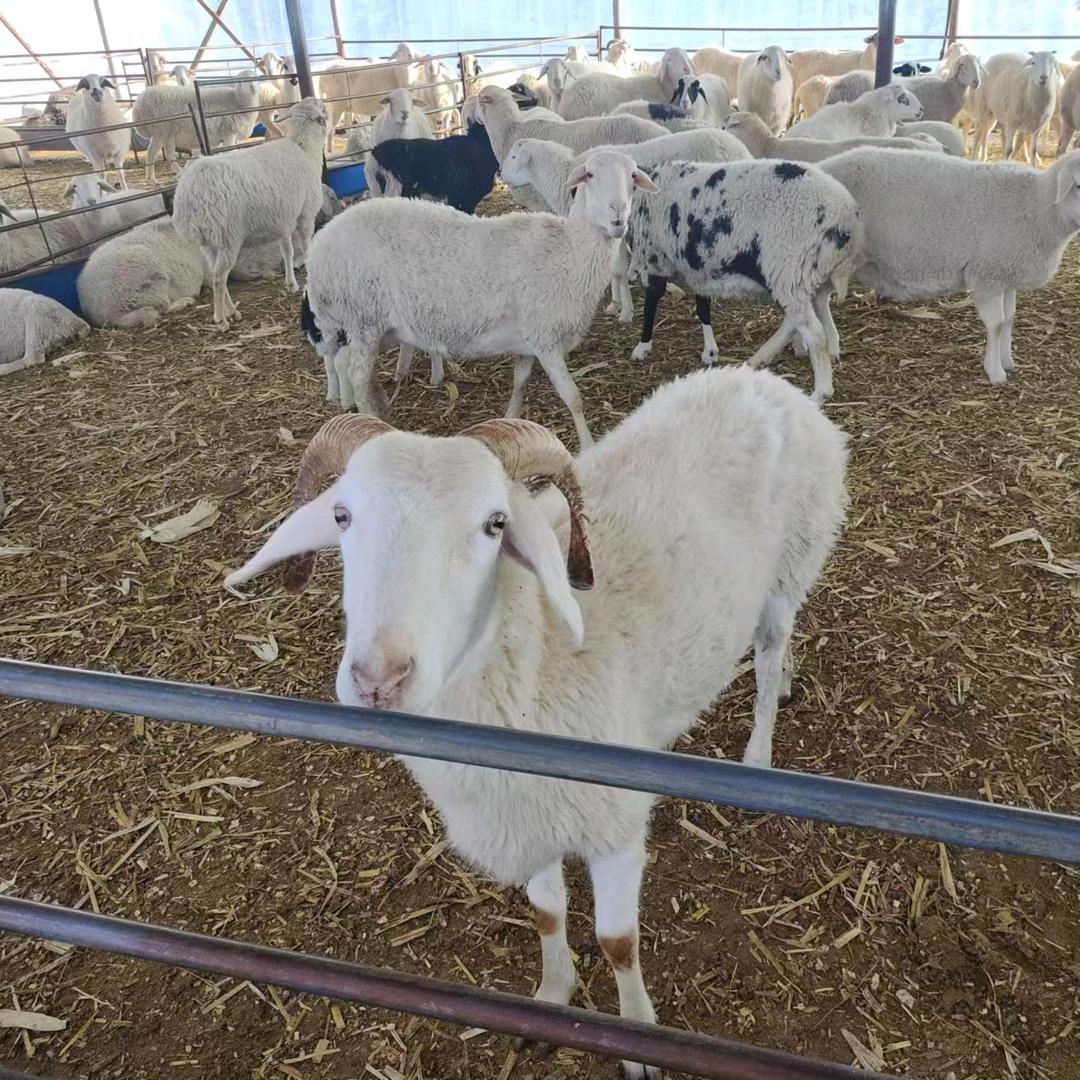 努力的养羊人，卖羊人