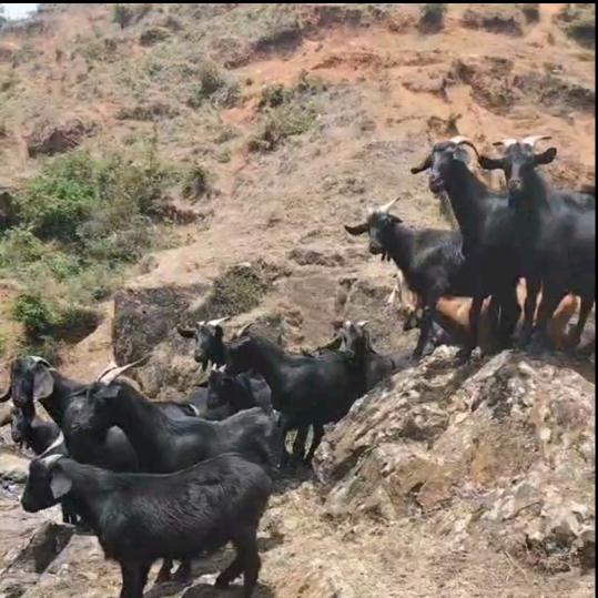 贵州黑山羊