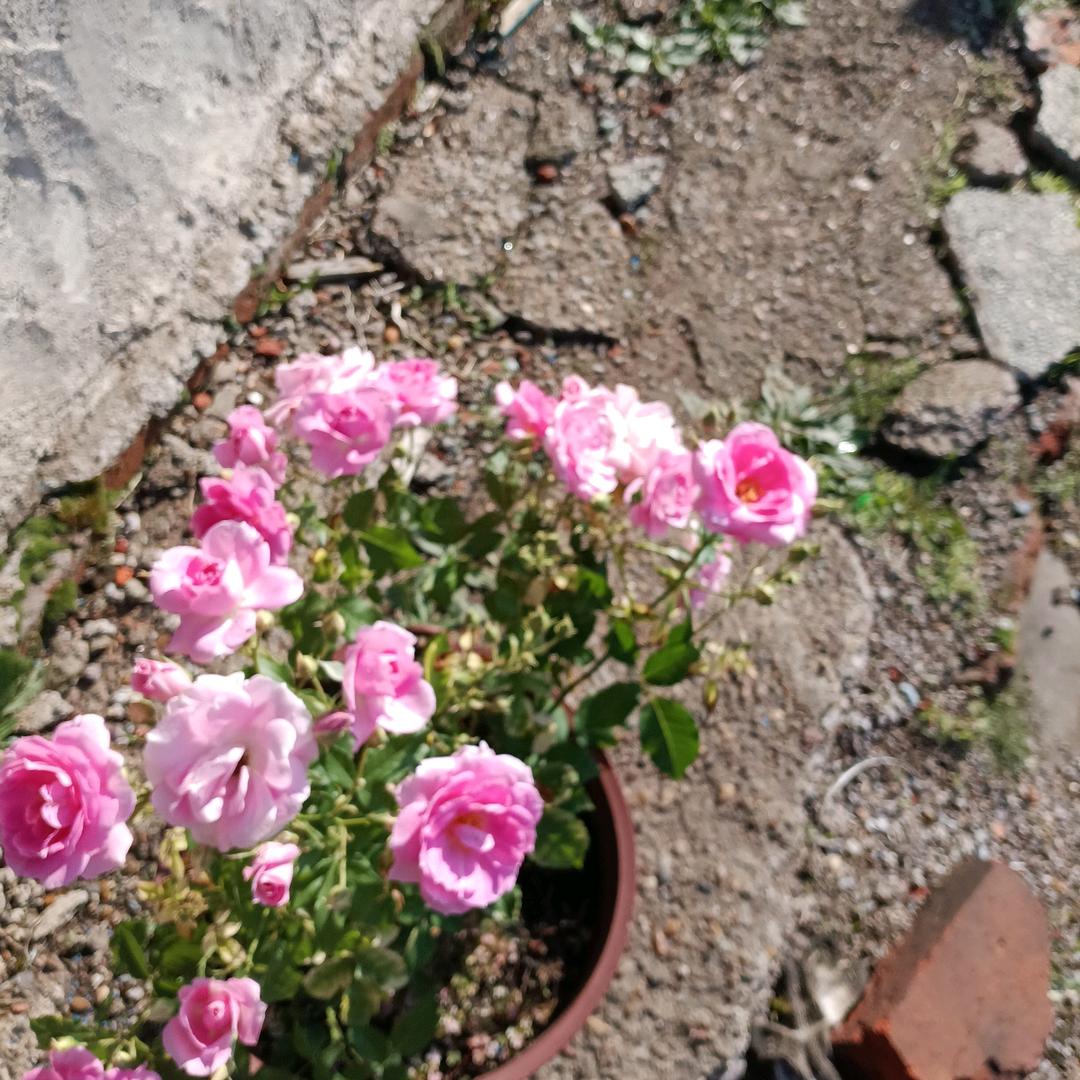 🌺🌺🌺花一然