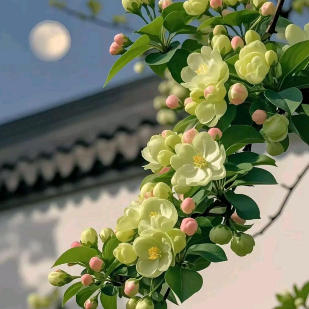东方锦