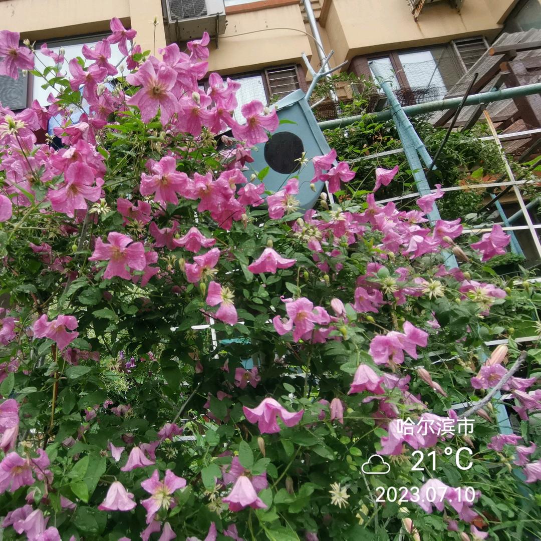 海伦的花园