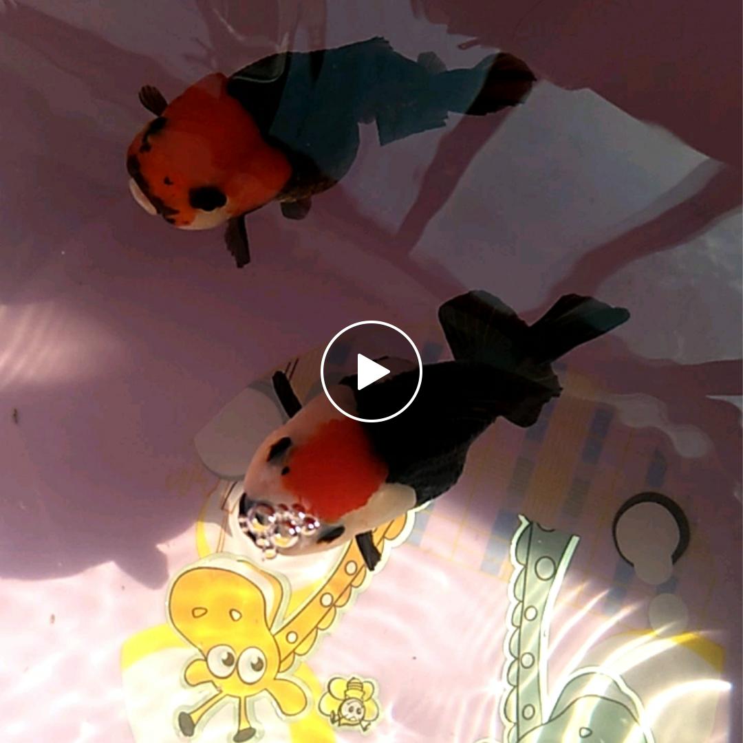 大千年（少女）