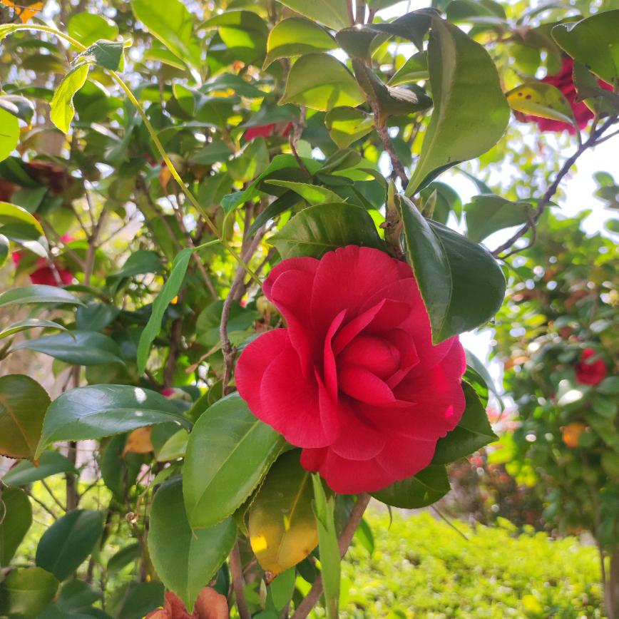 苹果核