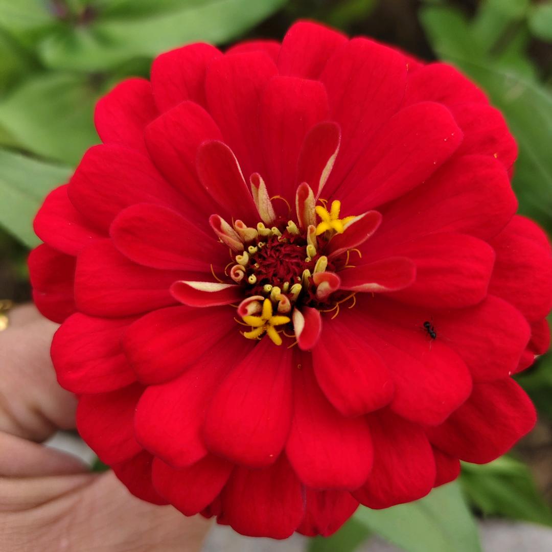 🌺善良🌺