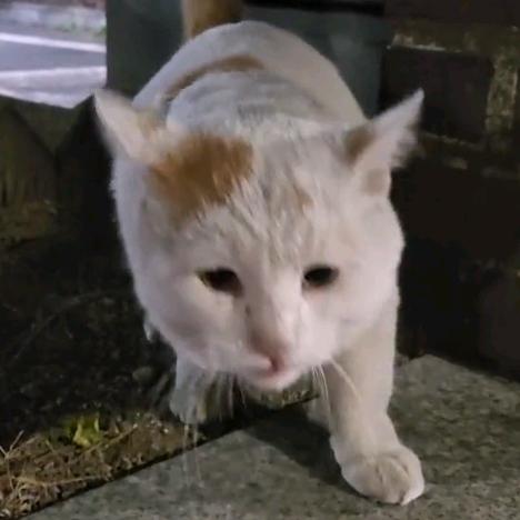 萌宠来了