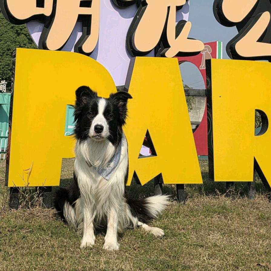 通宝今天长毛了嘛