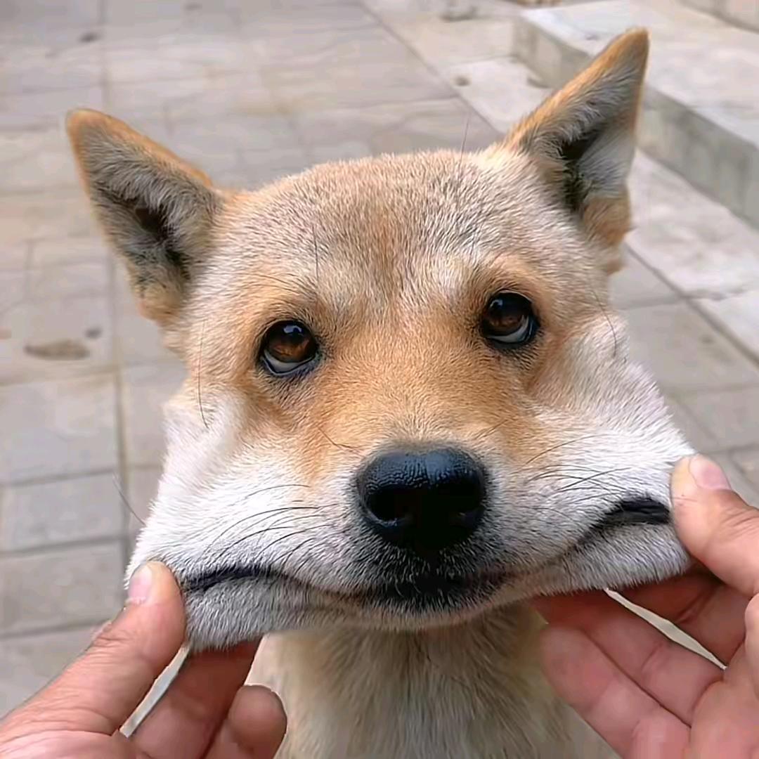 糊狸