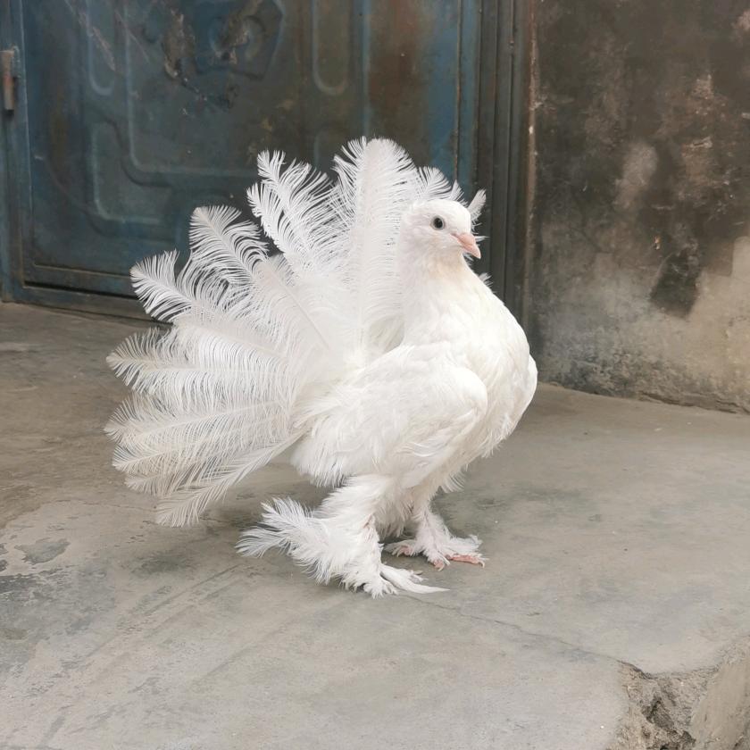 AA许昌赵总808宠物