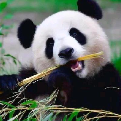 熊猫世界