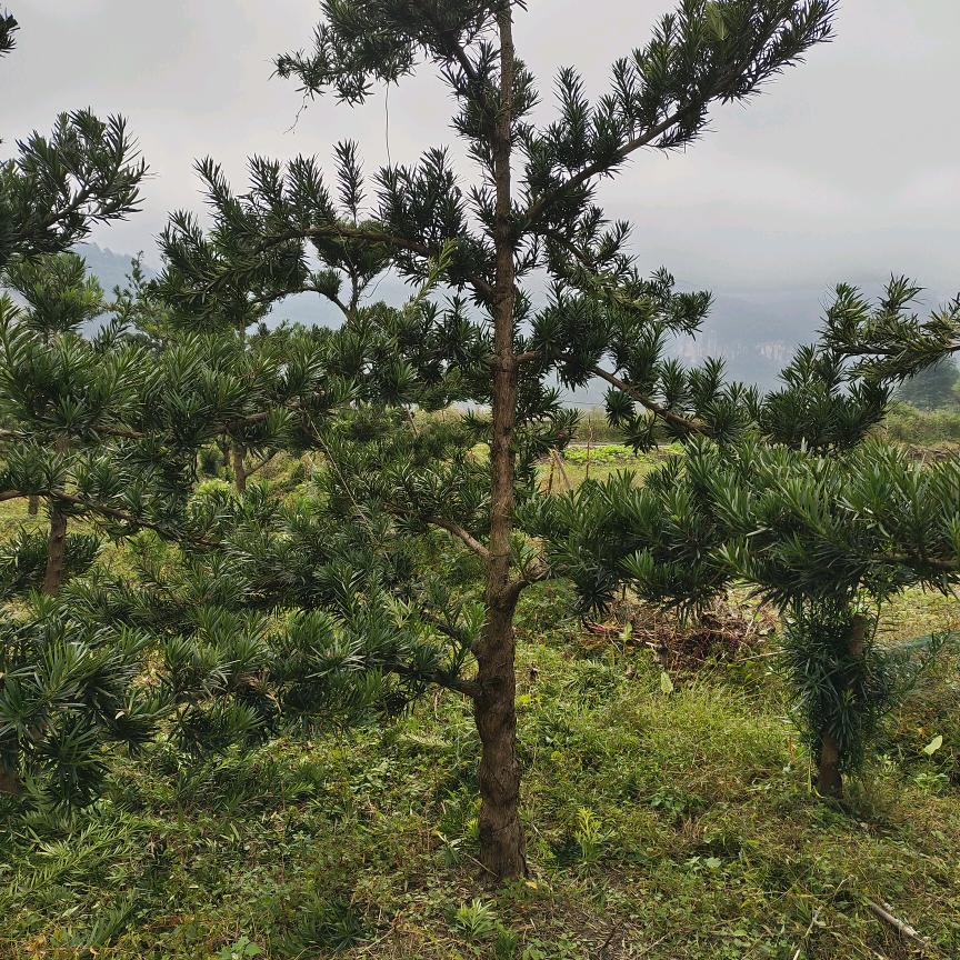 志锅