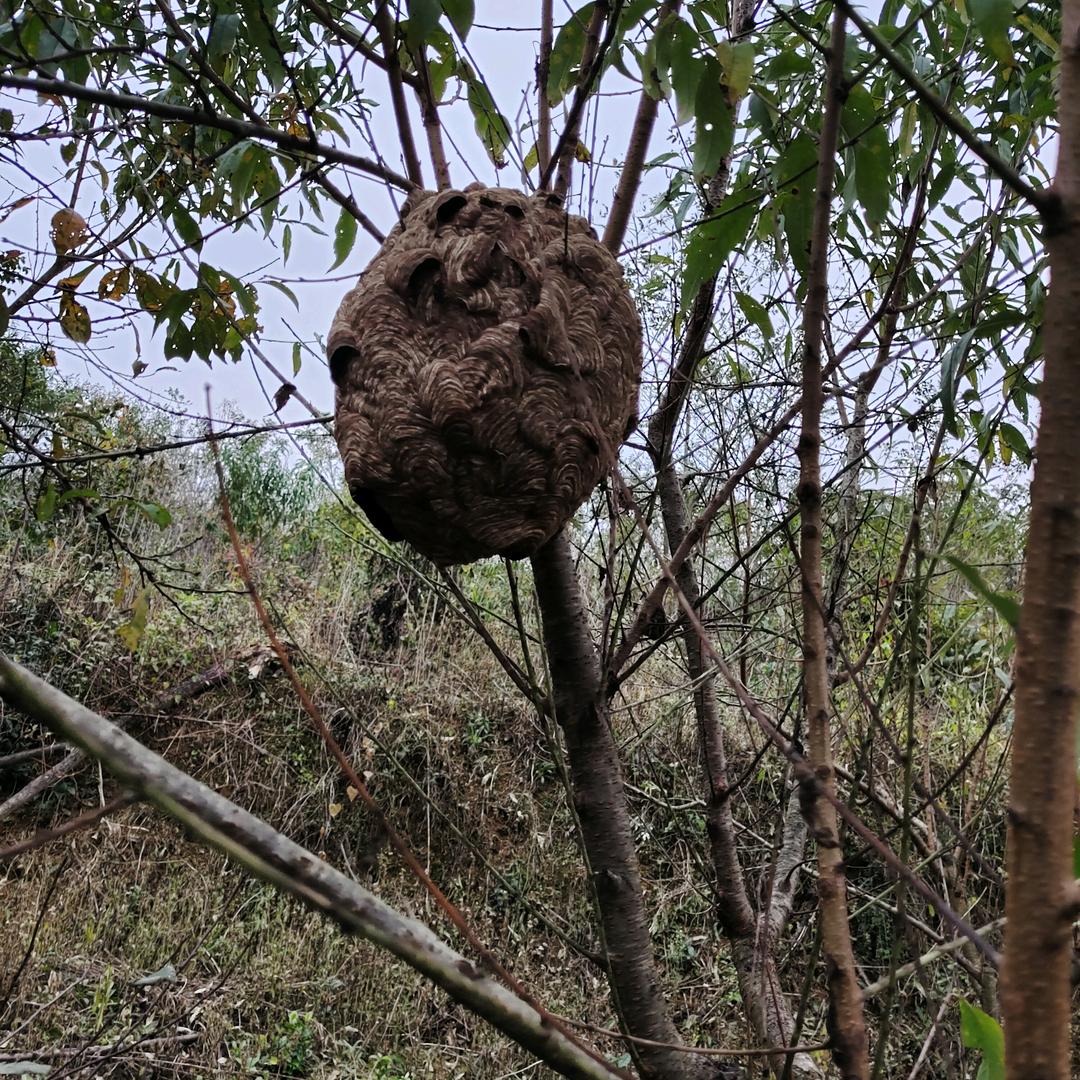 诠释淡然