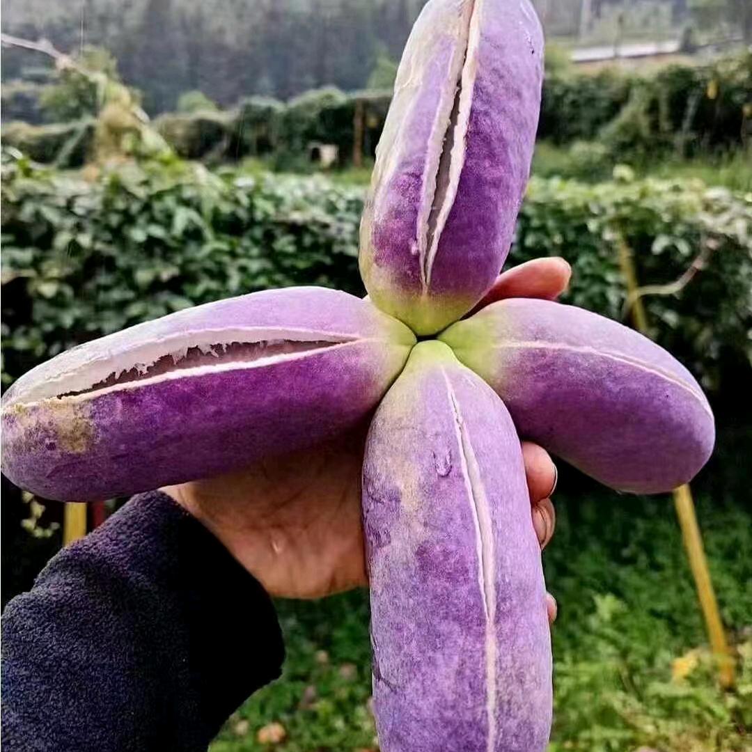 八月瓜种植（小方）