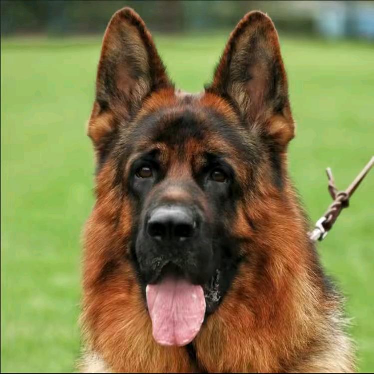 <文昌德牧犬舍>