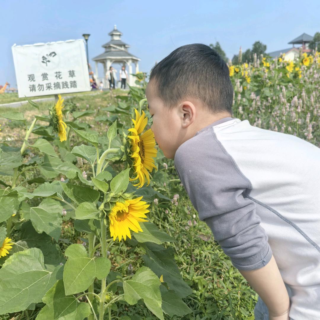 向日葵男孩