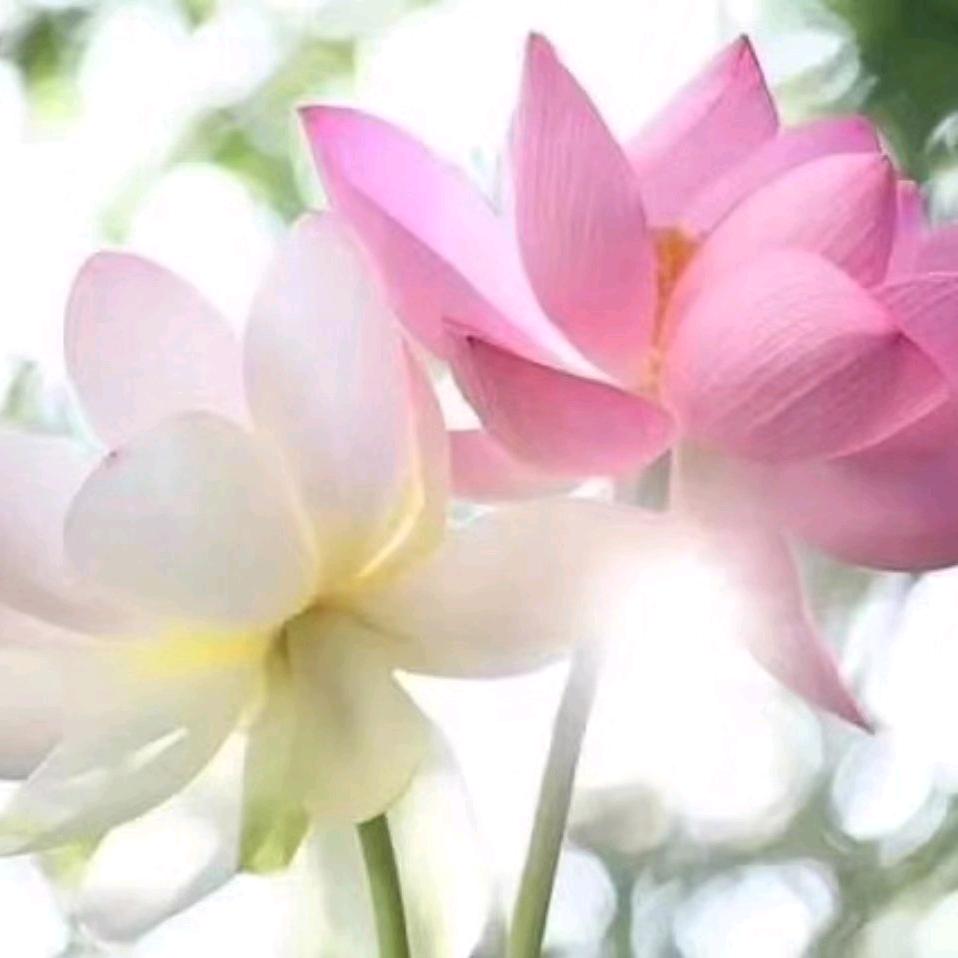 命里八尺👌难求一丈🌹阿弥陀佛🙏