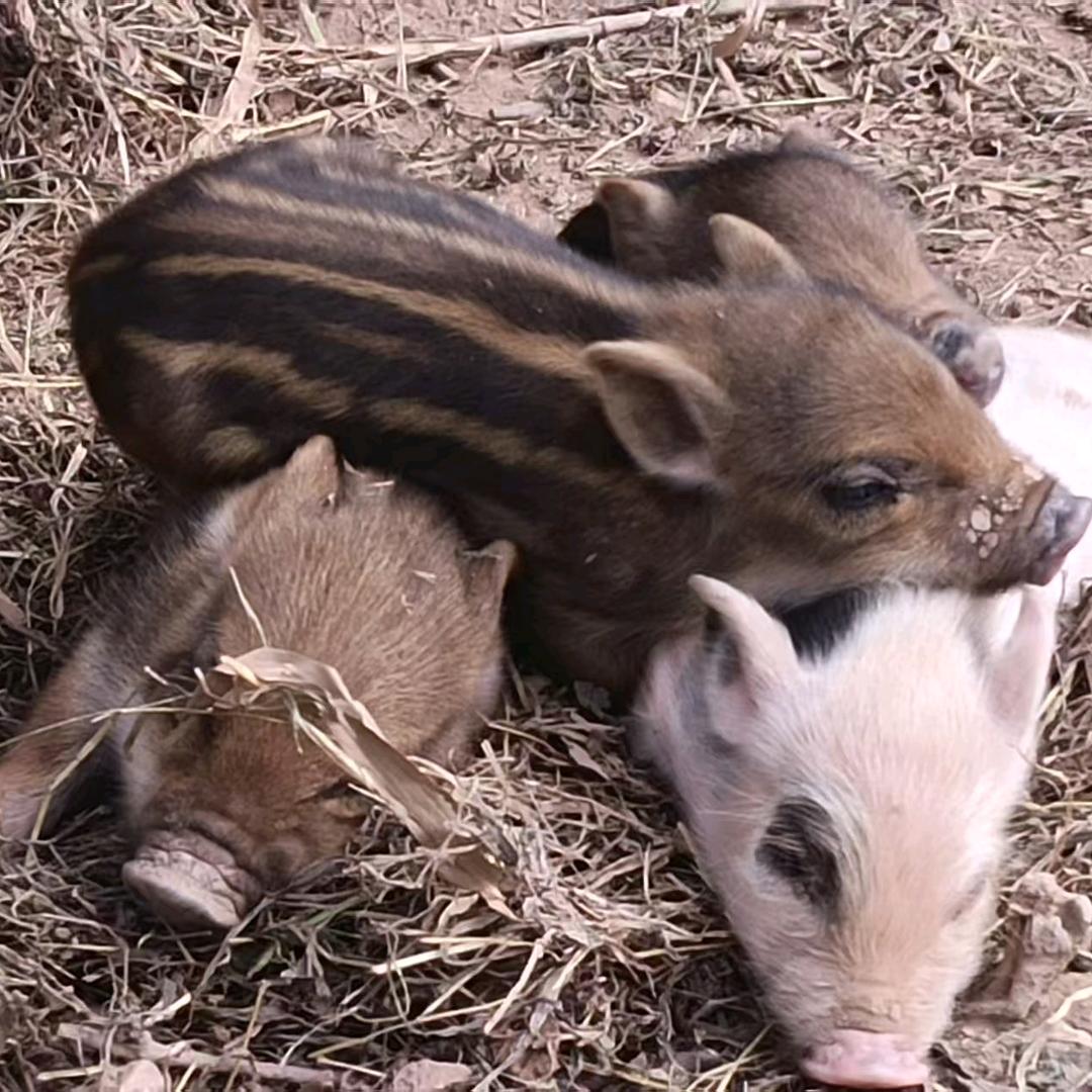 仪陇县金城镇谢家生态养殖家庭农场（个体工商户）