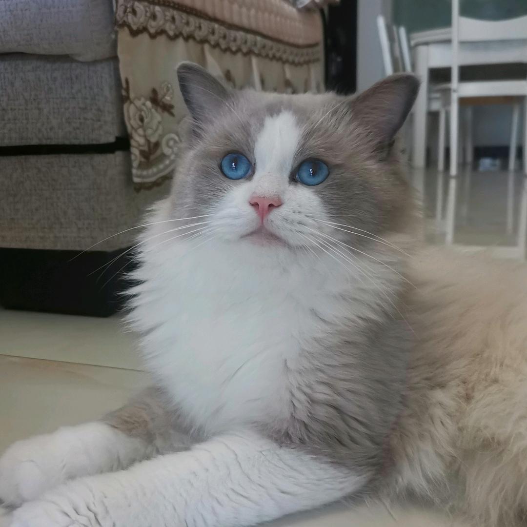 洪湖有个猫咖店