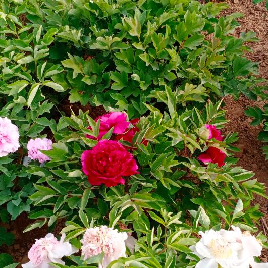 笑看人生如戏，有钱才是硬道理