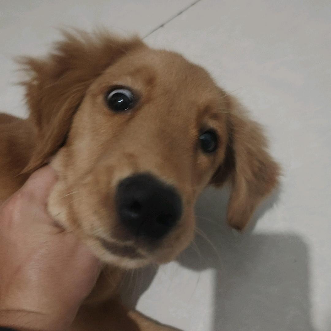 家有傻🐶爆爆
