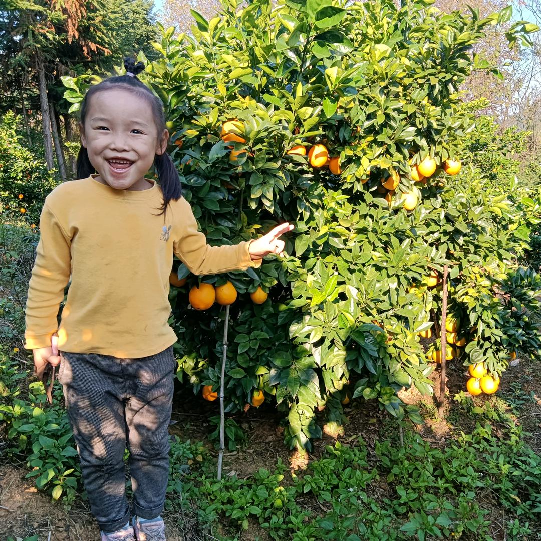 鲜果农赣南脐橙
