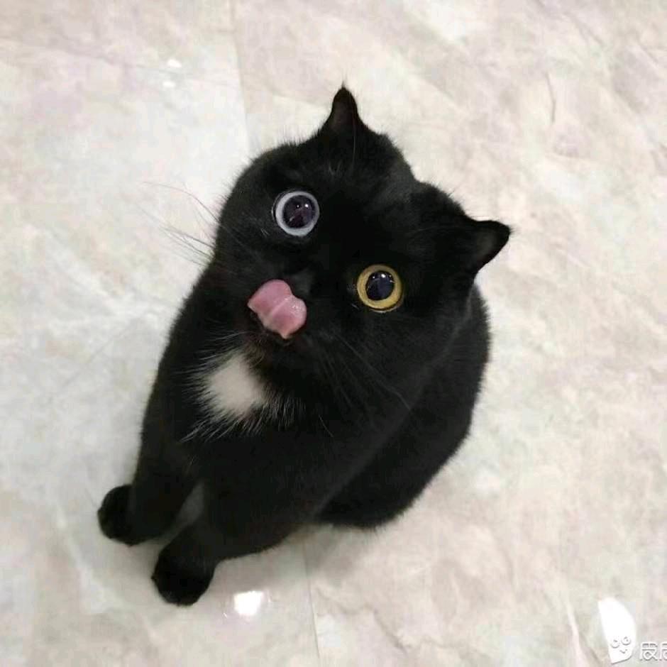 老夫聊发少年狂