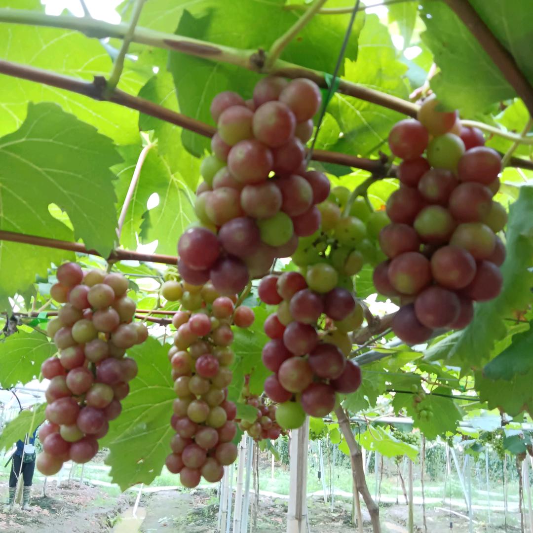 礼乐葡萄採摘基地