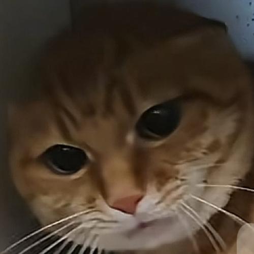 福宝。（燕云十六声）