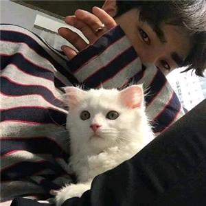枫