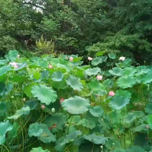 微量薄荷..