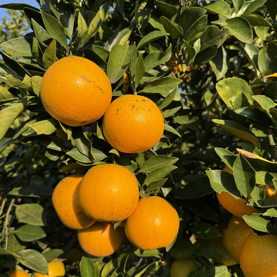 乐乐永兴冰糖橙