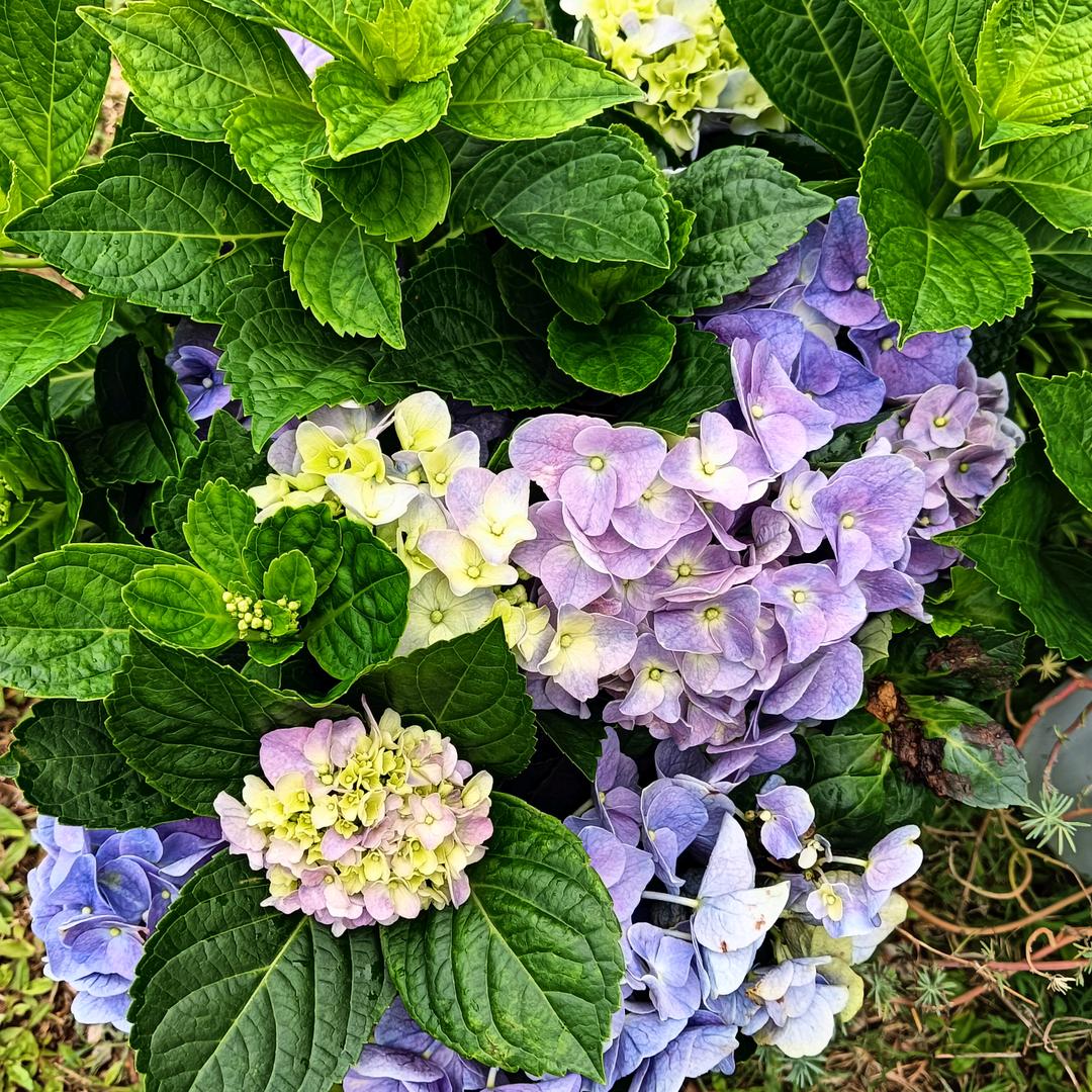 荣荣
