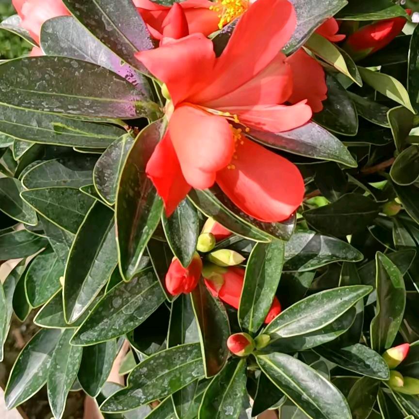 山东聊城莘县的