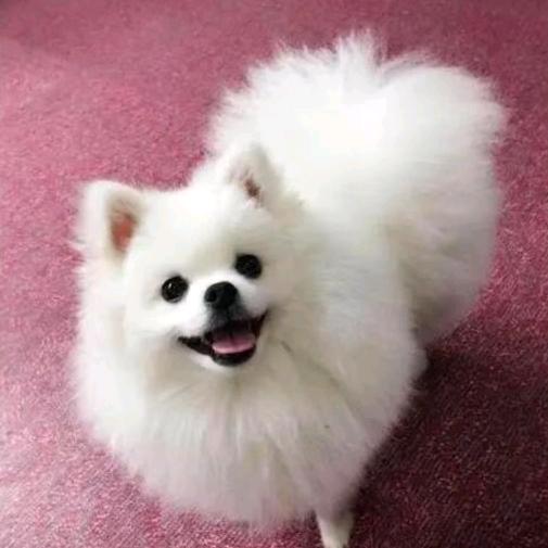 东谢营兽医门诊