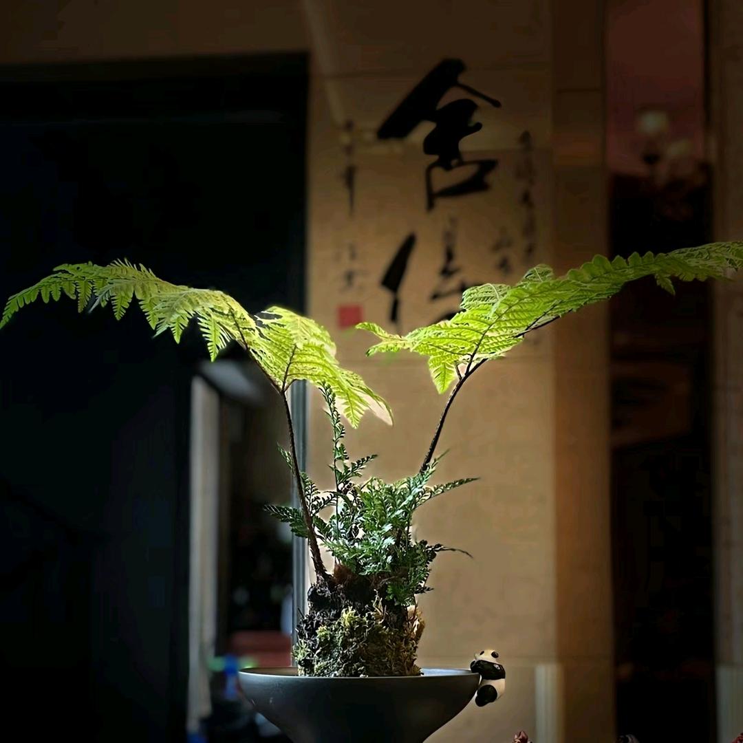 蕨语花卉