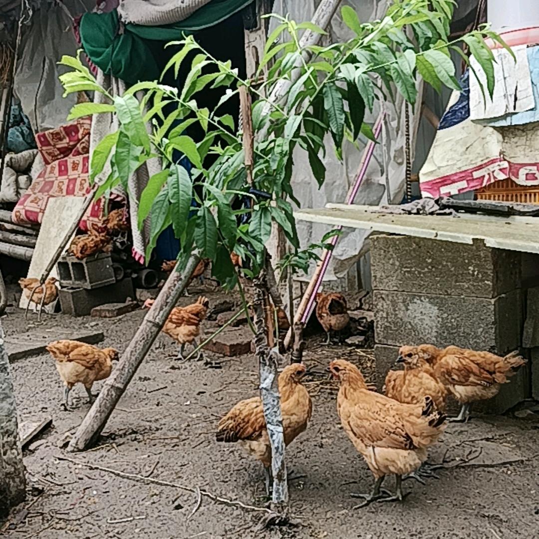 高学中（农村创业养鸽批发零售之生活分享）