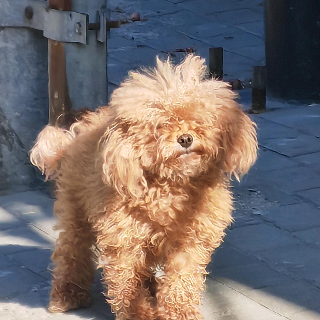 中药换成冰美式